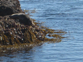 PointLobos Seelöwe.JPG